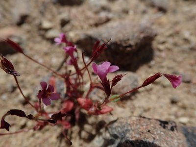 Erythranthe androsacea, photographed by joergmlpts