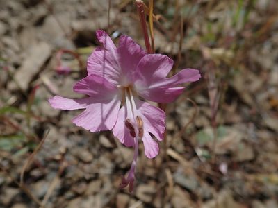 Clarkia breweri, photographed by joergmlpts