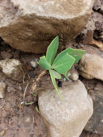 Senecio rhomboideus, photographed by Manuel R Popp