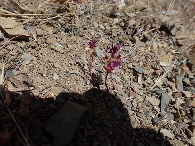 Streptanthus callistus, photographed by joergmlpts