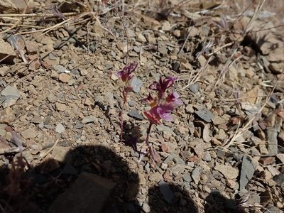 Streptanthus callistus, photographed by joergmlpts