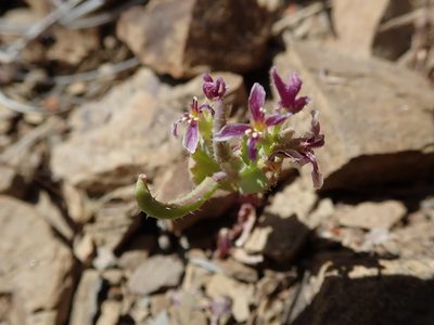 Streptanthus callistus, photographed by joergmlpts
