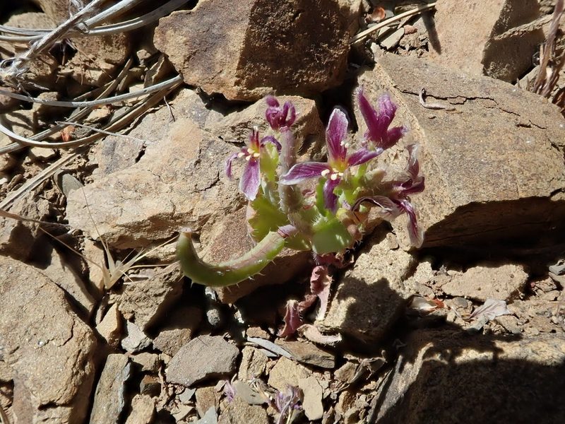 Streptanthus callistus, photographed by joergmlpts