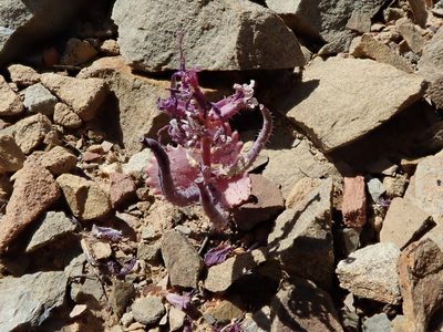 Streptanthus callistus, photographed by joergmlpts