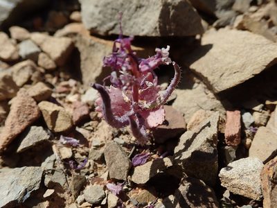 Streptanthus callistus, photographed by joergmlpts