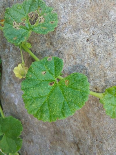 Hermannia malvifolia, photographed by Manuel R Popp