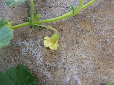 Hermannia malvifolia, photographed by Manuel R Popp