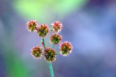 Juncus megacephalus, photographed by Lauren McLaurin