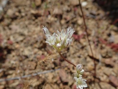 Allium diabolense, photographed by joergmlpts