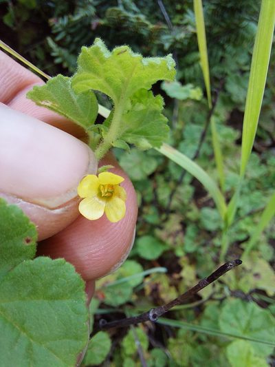 Hermannia malvifolia, photographed by Manuel R Popp