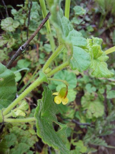 Hermannia malvifolia, photographed by Manuel R Popp