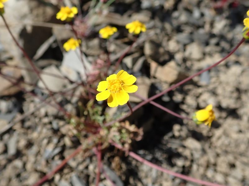 Coreopsis hamiltonii, photographed by joergmlpts