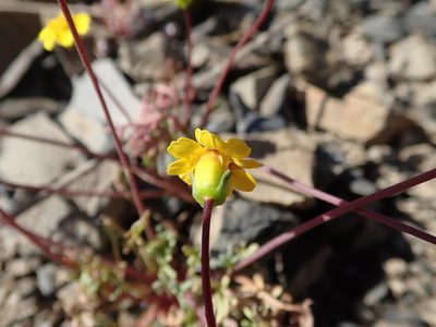 Coreopsis hamiltonii, photographed by joergmlpts