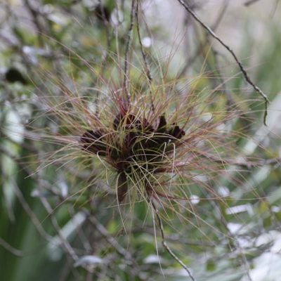 Tillandsia setacea, photographed by gpete