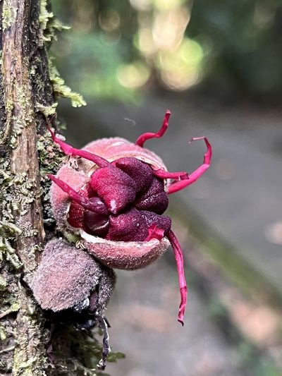 Herrania purpurea, photographed by Alexandra Gillespie