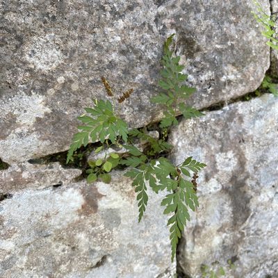 Anemia adiantifolia, photographed by zancat