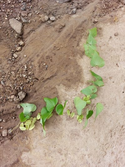 Dioscorea sylvatica, photographed by Manuel R Popp