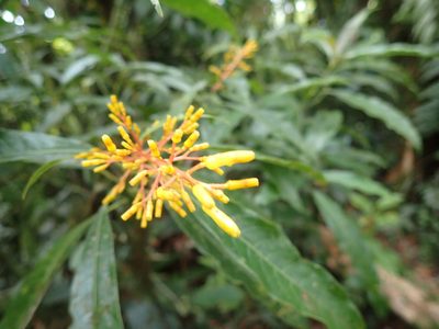 Palicourea padifolia, photographed by keesgroenendijk