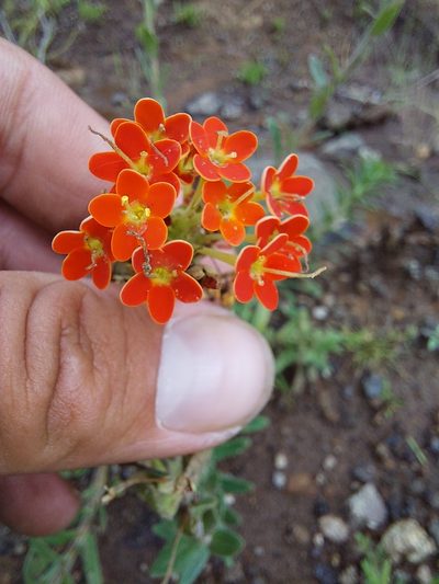 Glumicalyx goseloides, photographed by Manuel R Popp
