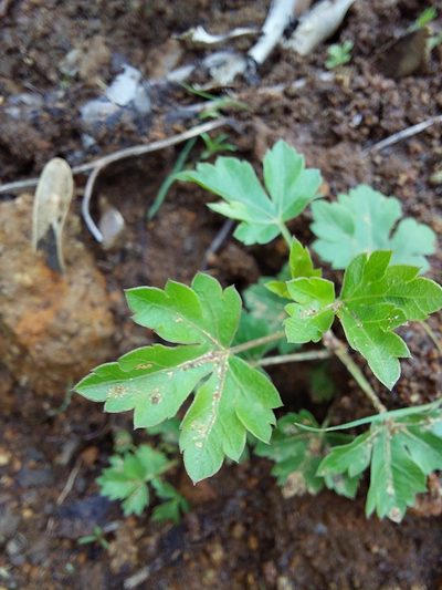 Polemannia montana, photographed by Manuel R Popp