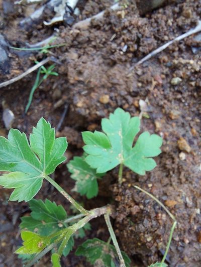 Polemannia montana, photographed by Manuel R Popp