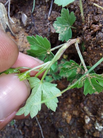 Polemannia montana, photographed by Manuel R Popp