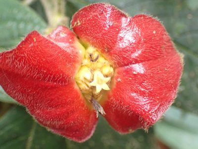Palicourea tomentosa, photographed by keesgroenendijk