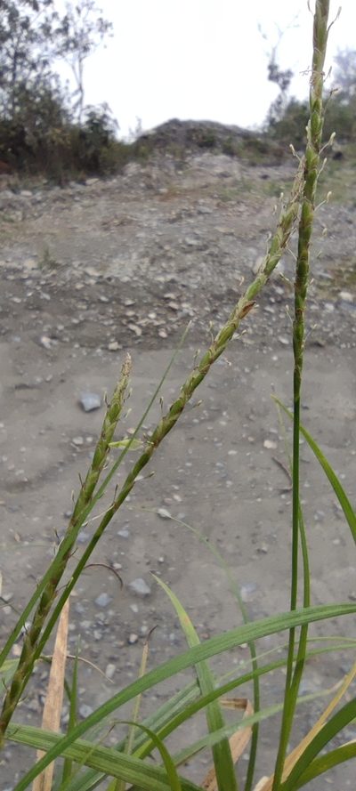 Carex hamata, photographed by Santiago Martín-Bravo