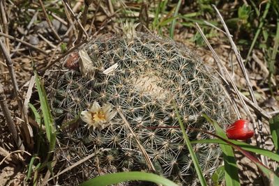 Mammillaria heyderi, photographed by Center for Urban Ecology