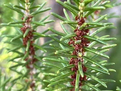 Ceratiola ericoides, photographed by Pete Grannis