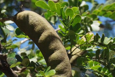 Ebenopsis ebano, photographed by Center for Urban Ecology