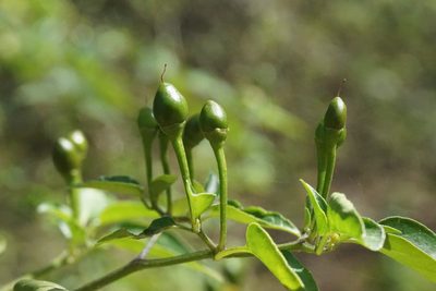 Capsicum annuum, photographed by Center for Urban Ecology