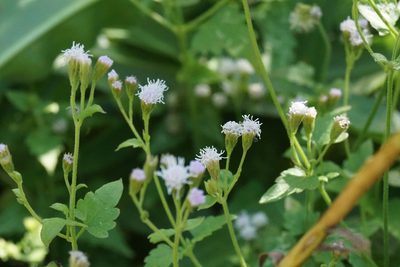 Fleischmannia incarnata, photographed by Center for Urban Ecology