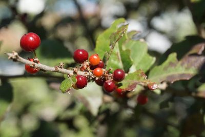 Xylosma flexuosa, photographed by Center for Urban Ecology