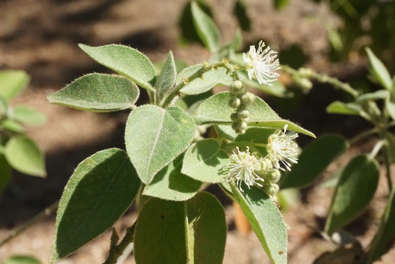 Croton ciliatoglandulifer, photographed by Center for Urban Ecology