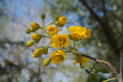 Erythrostemon mexicanus, photographed by Center for Urban Ecology