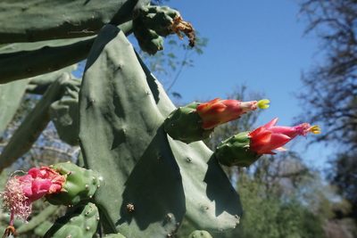 Opuntia cochenillifera, photographed by Center for Urban Ecology