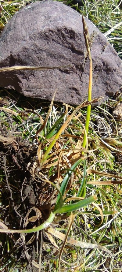 Carex meridensis, photographed by Santiago Martín-Bravo