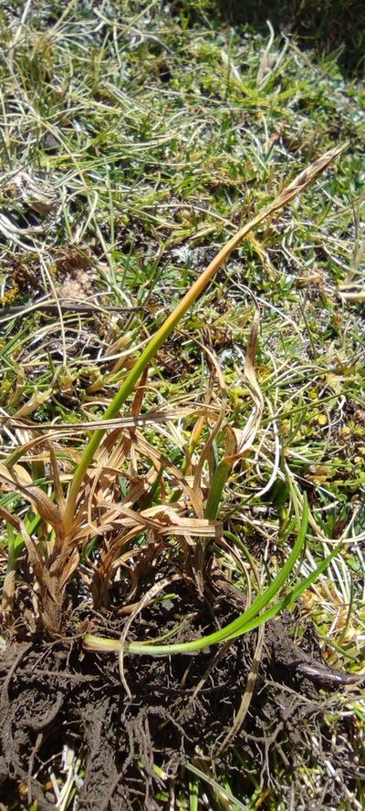 Carex meridensis, photographed by Santiago Martín-Bravo