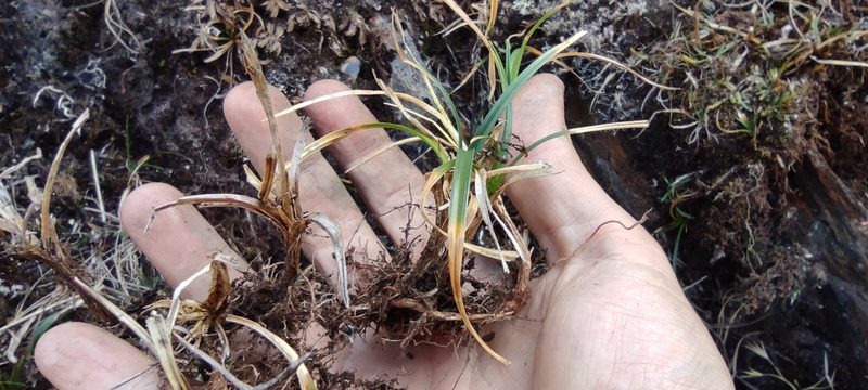 Carex meridensis, photographed by Santiago Martín-Bravo