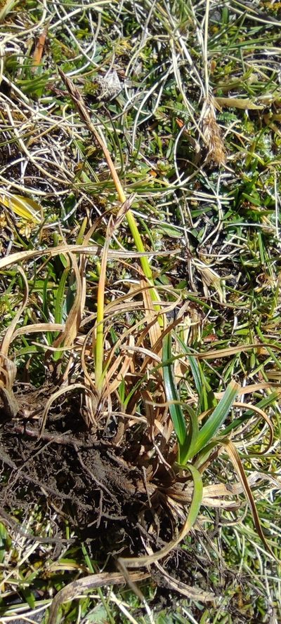 Carex meridensis, photographed by Santiago Martín-Bravo