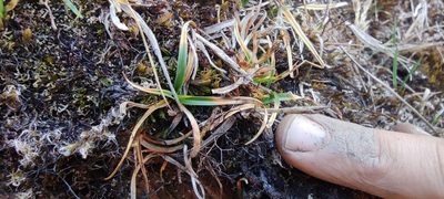 Carex meridensis, photographed by Santiago Martín-Bravo