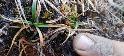 Carex meridensis, photographed by Santiago Martín-Bravo