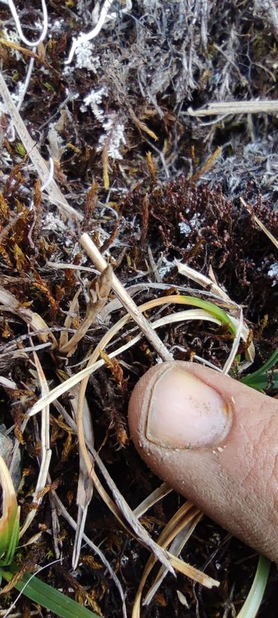 Carex meridensis, photographed by Santiago Martín-Bravo
