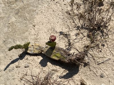Opuntia elata, photographed by Juanito Escamilla