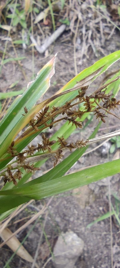 Carex beckii, photographed by Santiago Martín-Bravo