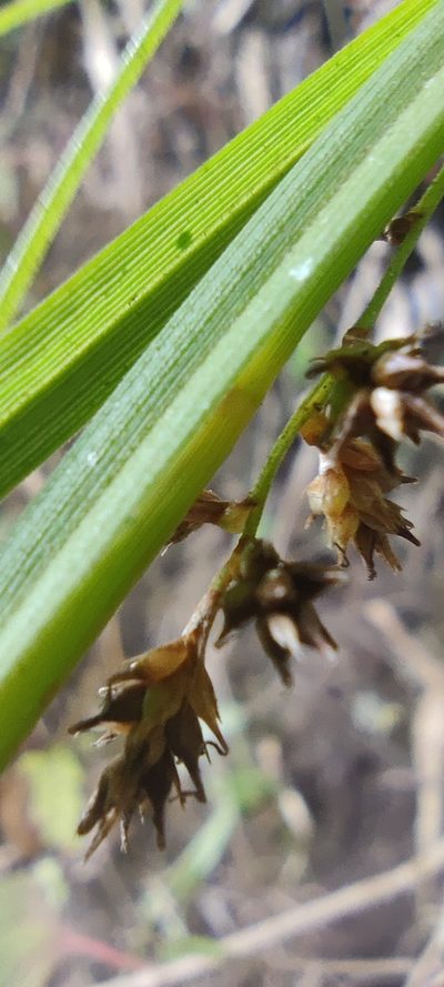 Carex beckii, photographed by Santiago Martín-Bravo