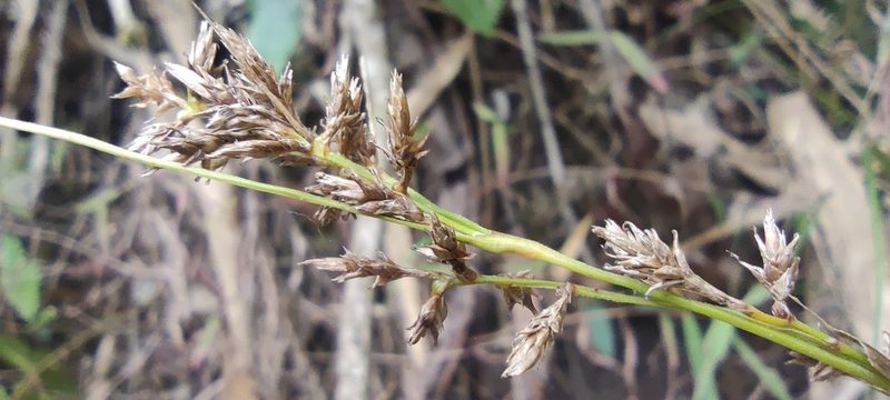 Carex beckii, photographed by Santiago Martín-Bravo