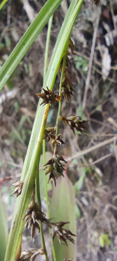Carex beckii, photographed by Santiago Martín-Bravo