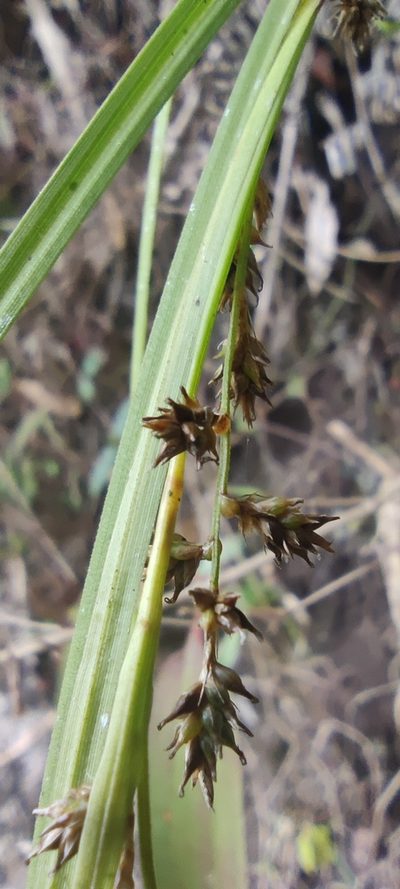Carex beckii, photographed by Santiago Martín-Bravo